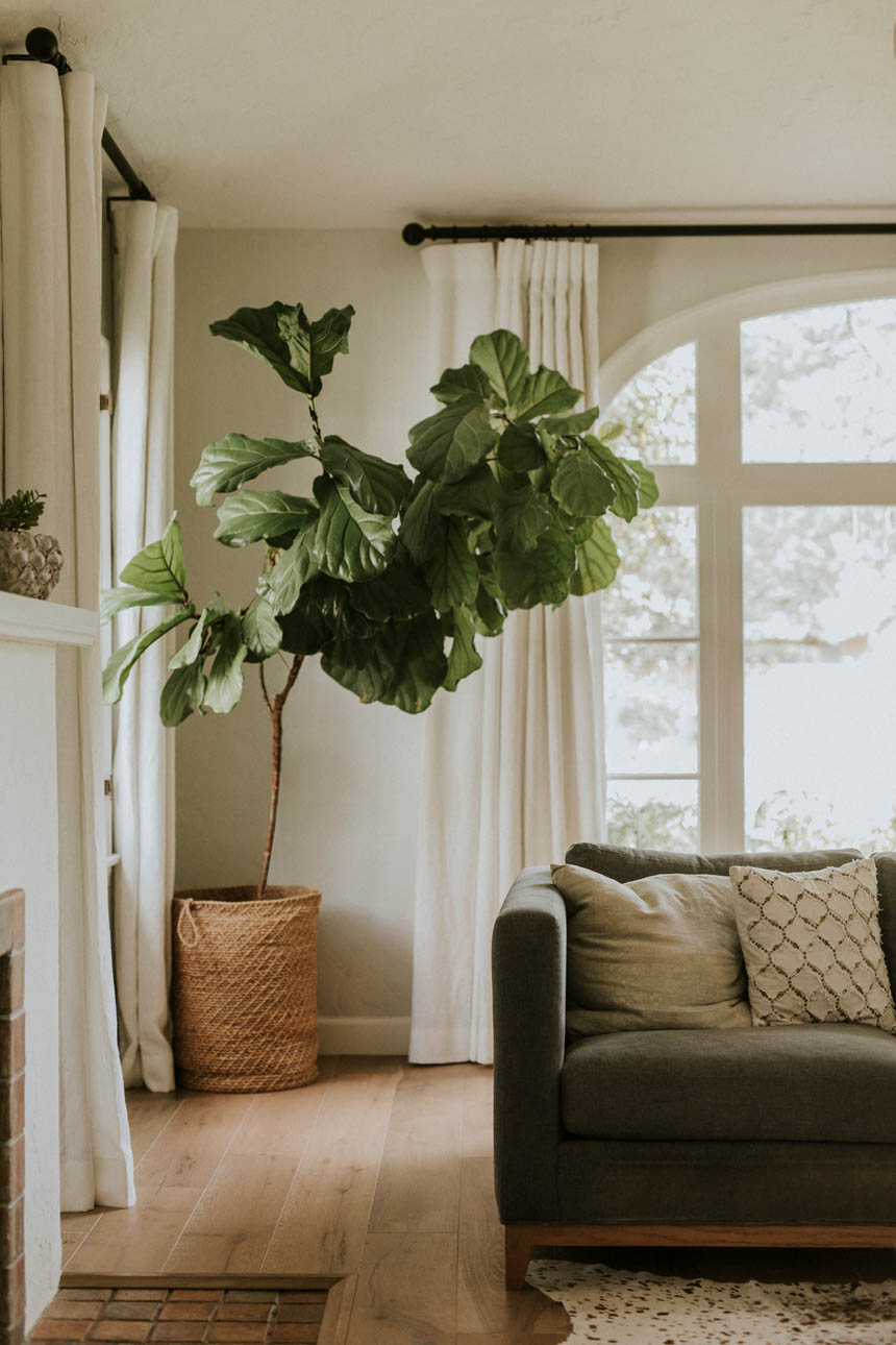 Houseplant in an interior home decor Städföretag i Vara som städar ugn och kök